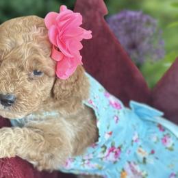 Cockapoos and Goldendoodles from Royal Doodles of Texas