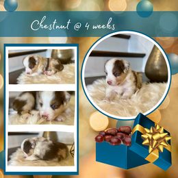 Miniature American Shepherd Puppies from Soul Stone Kennels