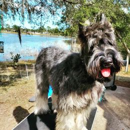 Giant Schnauzer All Grown Up from LaRoc Onyx Riesinbach Kennels
