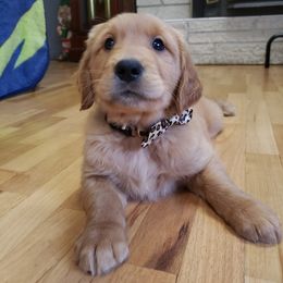 Brown - Dark golden male Golden Retriever puppy in Yakima, Washington from Krueger Goldens