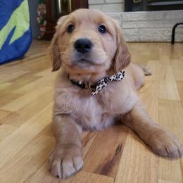 Brown - Dark golden male Golden Retriever puppy in Yakima, Washington from Krueger Goldens