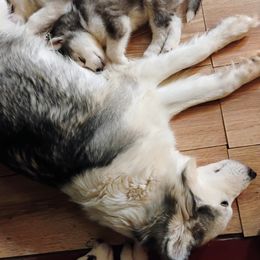 Siberian Husky puppies from Johanna's Siberian Huskies