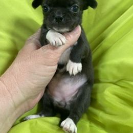 Chihuahua Puppies from Summit Chihuahuas