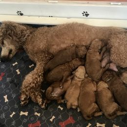 Poodle Puppies from Prissy Pants Poodles LLC