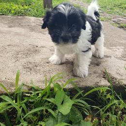 Charlie - Parti male Yorkshire Terrier puppy in Mattoon, Illinois from Strohlz Yorkies