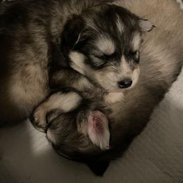 Siberian Husky Puppies from Fly Siberian