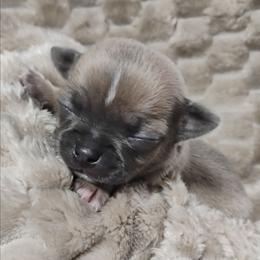 Rocky - Black sabled fawn male Chihuahua puppy in Wayland, Michigan from MI Chihuahua