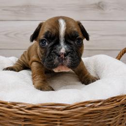 Sharon - Fawn female French Bulldog puppy in Warm Springs, Arkansas from State Line Dachshunds & Frenchies