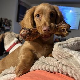 Ellie - Dachshund