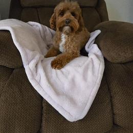 Meadow - Cavapoo
