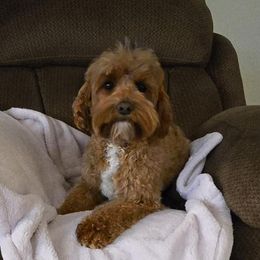 Meadow - Cavapoo
