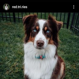 Australian Shepherd Puppies from Grand Ridge Australian Shepherds
