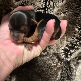 Clarice - Black and tan female Yorkshire Terrier puppy in Rockdale, Texas from Susie’s Sassy Yorkies