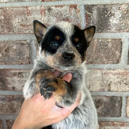 Girl 1 - Blue female Australian Cattle Dog puppy in Irvington, Kentucky from Dry Valley’s Australian Cattle Dogs