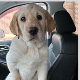 Labrador Retriever Puppies from Mountain View Labrador Retrievers