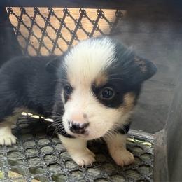 Boy 4 - Black and tan male American Corgi puppy in Pioneer, Michigan from Country Corners Corgis