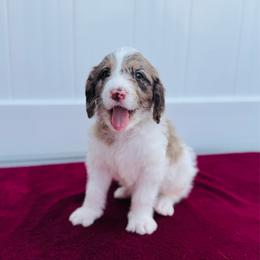 Poppy - Merle female Labradoodle puppy in Elizabeth City, North Carolina from Howdy Doodles