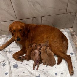 Riley - Golden Retriever