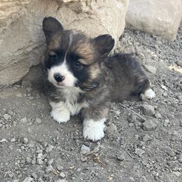 Pembroke Welsh Corgi Puppies from Nielsen's Straight Arrow Corgis