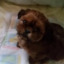 Shih Tzus from Marys Beautiful Shihtzu's