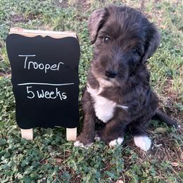 Trooper - Blue merle male Aussiedoodle puppy in Eastland, Texas from H5 Mini Doodles