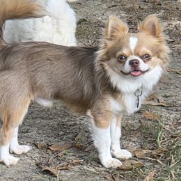 Hiccup - Chihuahua