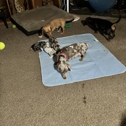 Dachshund Puppies from The Weenie Herd Mom