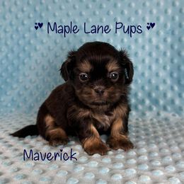 Maverick - Black and tan male Shih Tzu puppy in Marion, Michigan from Maple Lane Pups