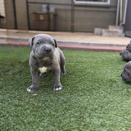Lord Maximus - Gray male Cane Corso puppy in Dunnellon, Florida from High Royal Kennel