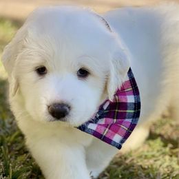 OFA health tested Pink Girl - Great Pyrenees puppy from River's Bend Walnut Orchard