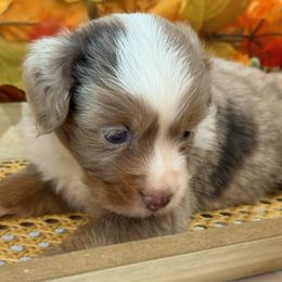 Crimson - Red merle male Miniature Australian Shepherd puppy in Ambrose, Georgia from Brandilyn's Aussies