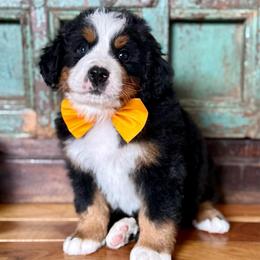 Yellow collar - Black rust and white male Bernese Mountain Dog puppy in Altura, Minnesota from Bluffside Berners