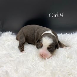 Miniature Australian Shepherd Puppies from Hilltop Aussies