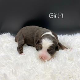 Miniature Australian Shepherd Puppies from Hilltop Aussies