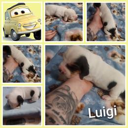 Luigi - Black white and tan male Basset Hound puppy in Mill Springs, North Carolina from Mountain View Basset Hounds