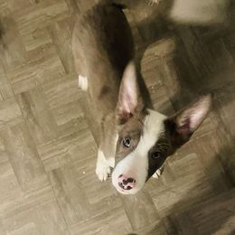 Boy 3 - Slate merle Border Collie puppy in Arcanum, Ohio from Machine Made Stock Dogs