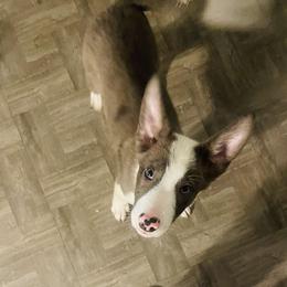 Boy 3 - Slate merle Border Collie puppy in Arcanum, Ohio from Machine Made Stock Dogs