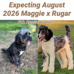 Aussiedoodle puppies from AC Doodles & Corgis