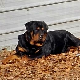 Ace - Rottweiler