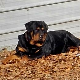 Ace - Rottweiler