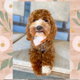 Willow - Cockapoo