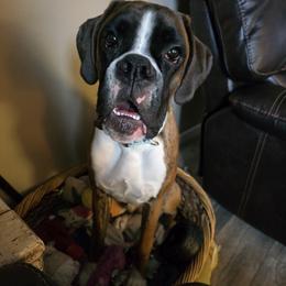 Boxer All Grown Up from Rorschach Boxers