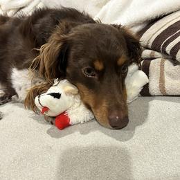 Scout - Dachshund