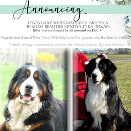 Bernese Mountain Dog puppies from Bernese Beauties