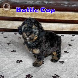 Bottle Cap - Phantom male Bernedoodle puppy in Banner Elk, North Carolina from Walnut Tree Bernedoodles