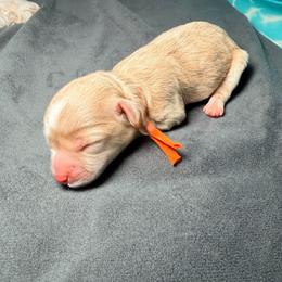 Orange - Champagne male Maltipoo puppy in Clarksville, Tennessee from Bee Mine Maltipoos and Pomeranians