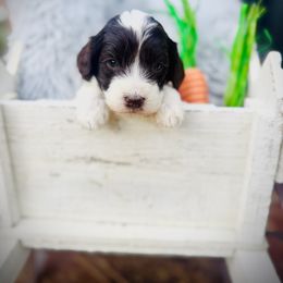 Australian Labradoodle, Cockapoo, and Goldendoodle Puppies from Hope Lane Kennels