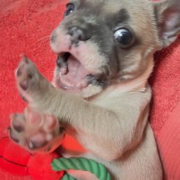 French Bulldog Puppies from Furchildbreeds