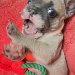 French Bulldog Puppies from Furchildbreeds