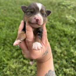 Toy Australian Shepherd Puppies from Carlsbad Toy Aussies